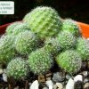 Rebutia_ fabrisii _v. aureiflora _WR687_ 01
